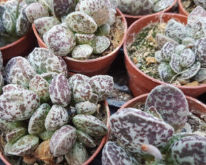 Adromischus marianiae 'Bryan Makin'