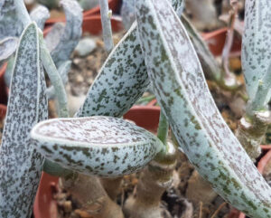 Adromischus marianiae 'Clan William'