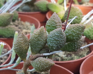 Adromischus marianiae herrei