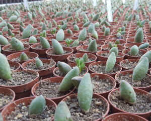 Adromischus marianiae 'kubusensis'