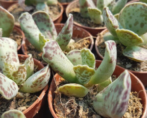 Adromischus schoenlandii