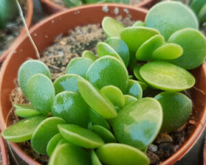 Adromischus schuldianus