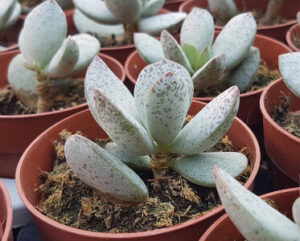 Adromischus umbraticola ssp. umbraticola