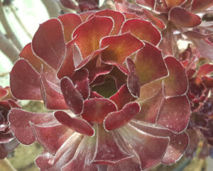 Aeonium arboreum atropurpureum
