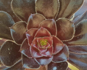 Aeonium arboreum 'Schwarzkopf'