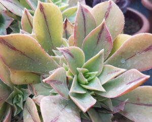 Aeonium leucoblepharum