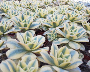Aeonium 'Sunburst'