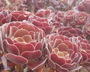 Aeonium arboreum 'Velour'