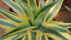 Agave desmettiana variegata