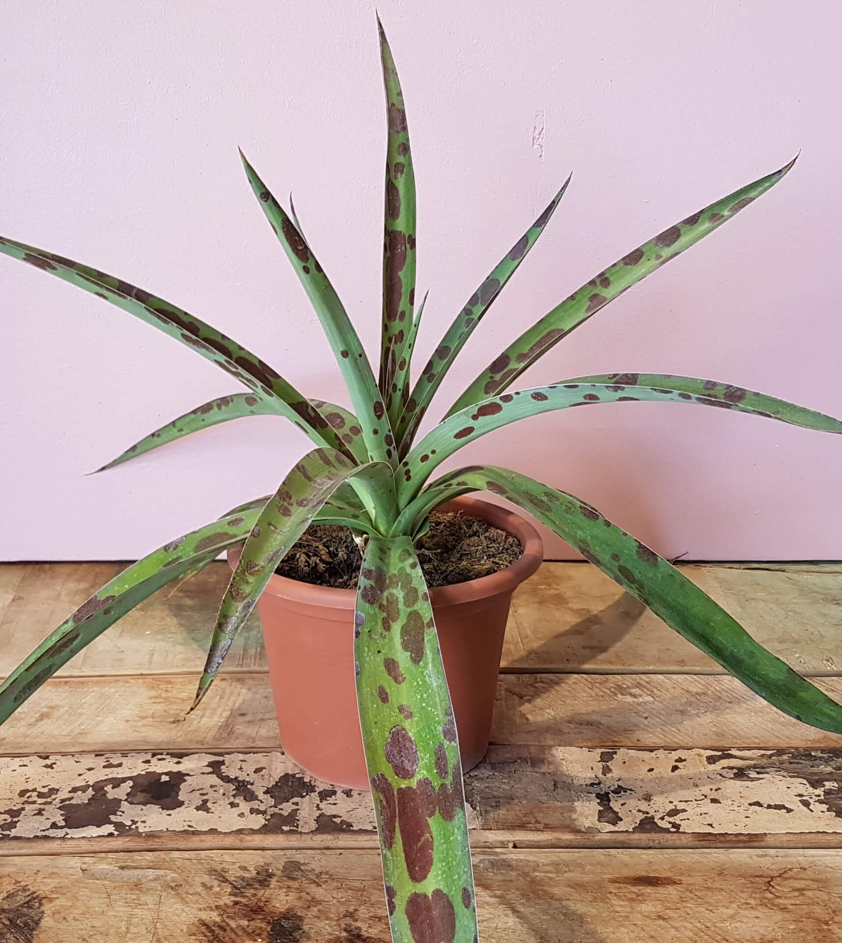 Agave maculata (Manfreda maculosa)