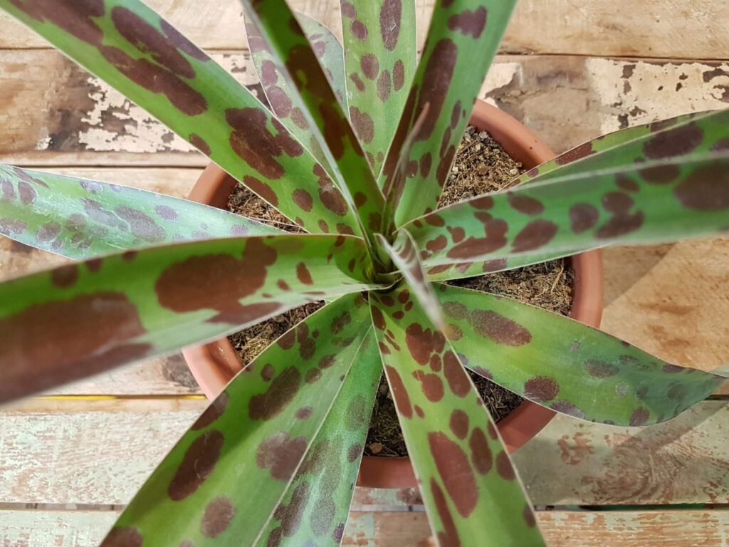 Agave maculata (Manfreda maculosa)