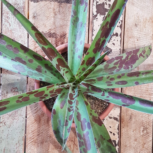 Agave maculata (Manfreda maculosa)