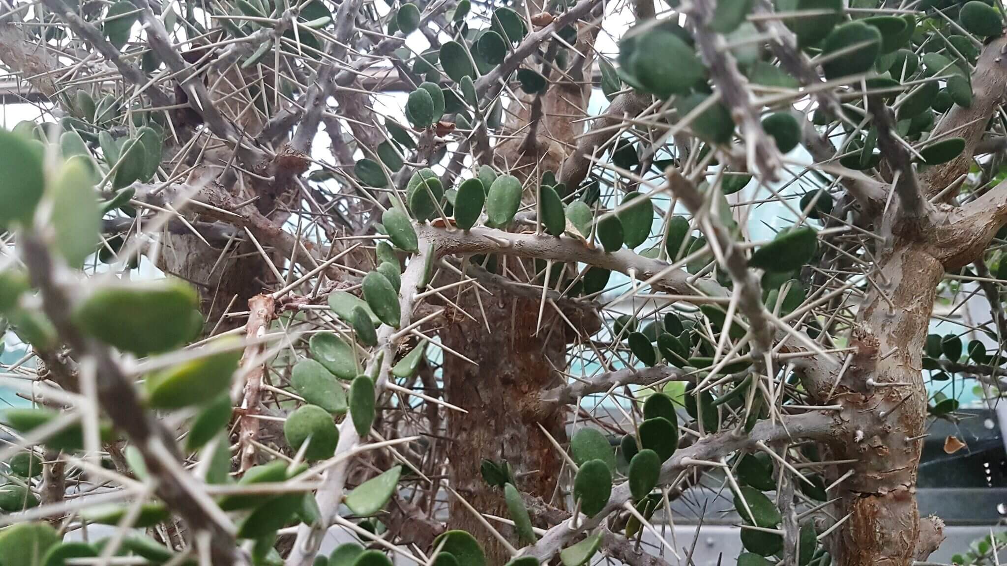 Alluaudia comosa
