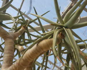 Aloe dichotoma