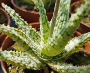 Aloe 'Doran Black'