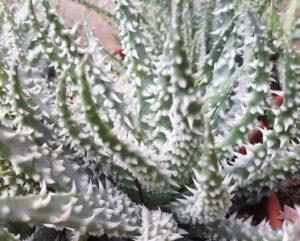 Aloe erinacea