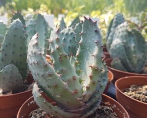 Aloe marlothii