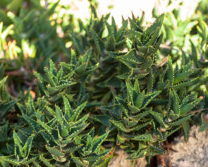 Aloe mitriformis ssp.distans