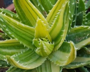 Aloe mitriformis variegata