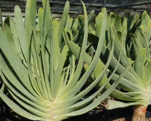 Aloe plicatilis