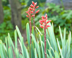 Aloe plicatilis