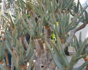 Aloe ramosissima