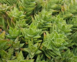 Aloe squarrosa