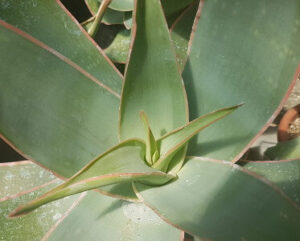 Aloe striata