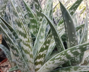 Aloe variegata