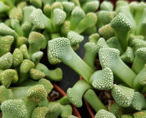 Aloinopsis luckhoffi