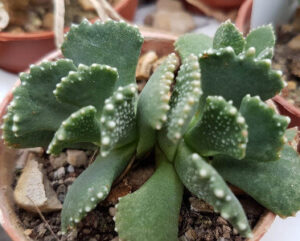 Aloinospis malherbei