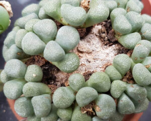 Aloinopsis schooneesii