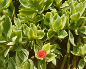 Aptenia cordifolia variegata