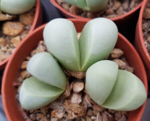 Argyroderma delaetii