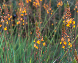 Bulbine frutescens