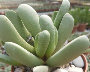 Cerochlamys pachyphylla