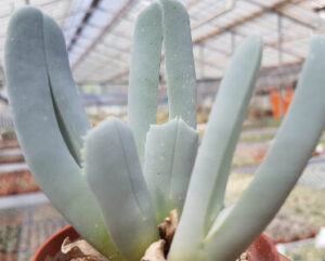 Cheiridopsis denticulata