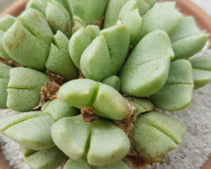 Conophytum quaesitum