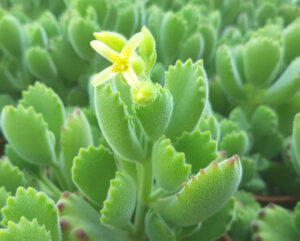 Cotyledon ladismithiensis