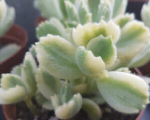 Cotyledon ladismithiensis f. Variegata