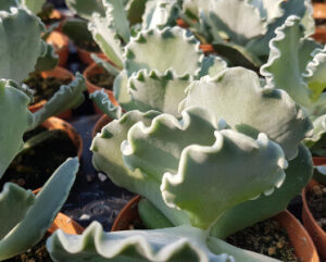 Cotyledon undulata