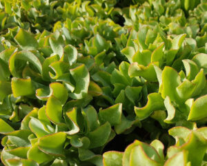 Crassula arborescens