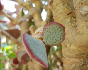 Crassula arborescens