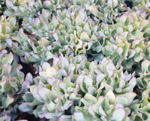 Crassula arborescens subsp. undulatifolia