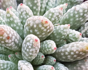 Crassula ausensis