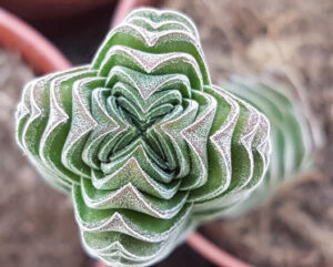 Crassula 'Buddha's Temple'