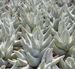 Crassula cornuta