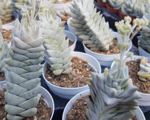 Crassula deceptor