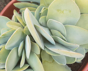 Crassula dubia