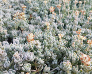 Crassula lanuginosa